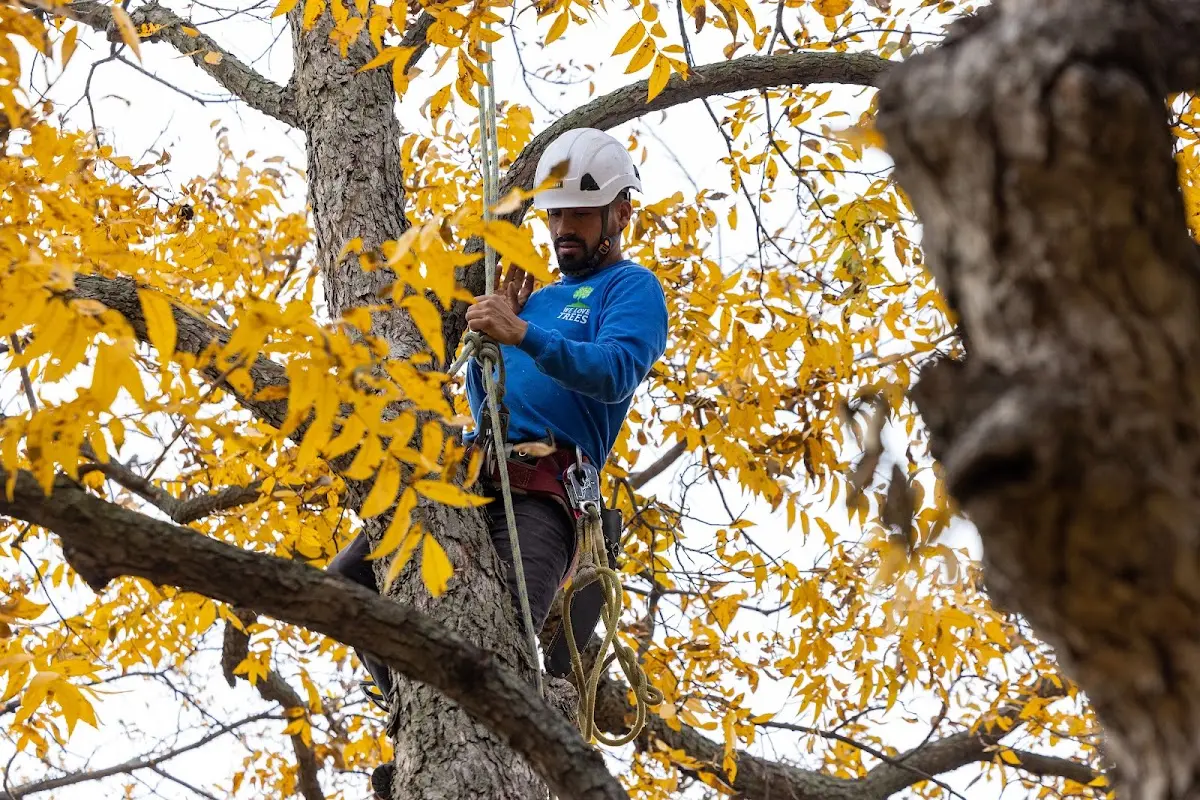 Skilled Storm Damage Cleanup crew working in Rockton