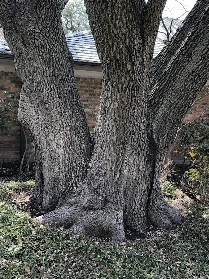 Mature heritage tree close to a Rockton property cared for by certified arborists